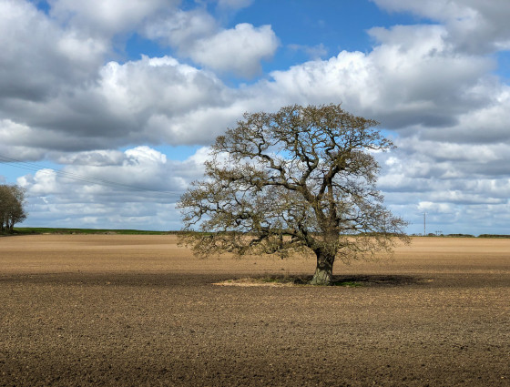 A tree in the middle of a ploughed field